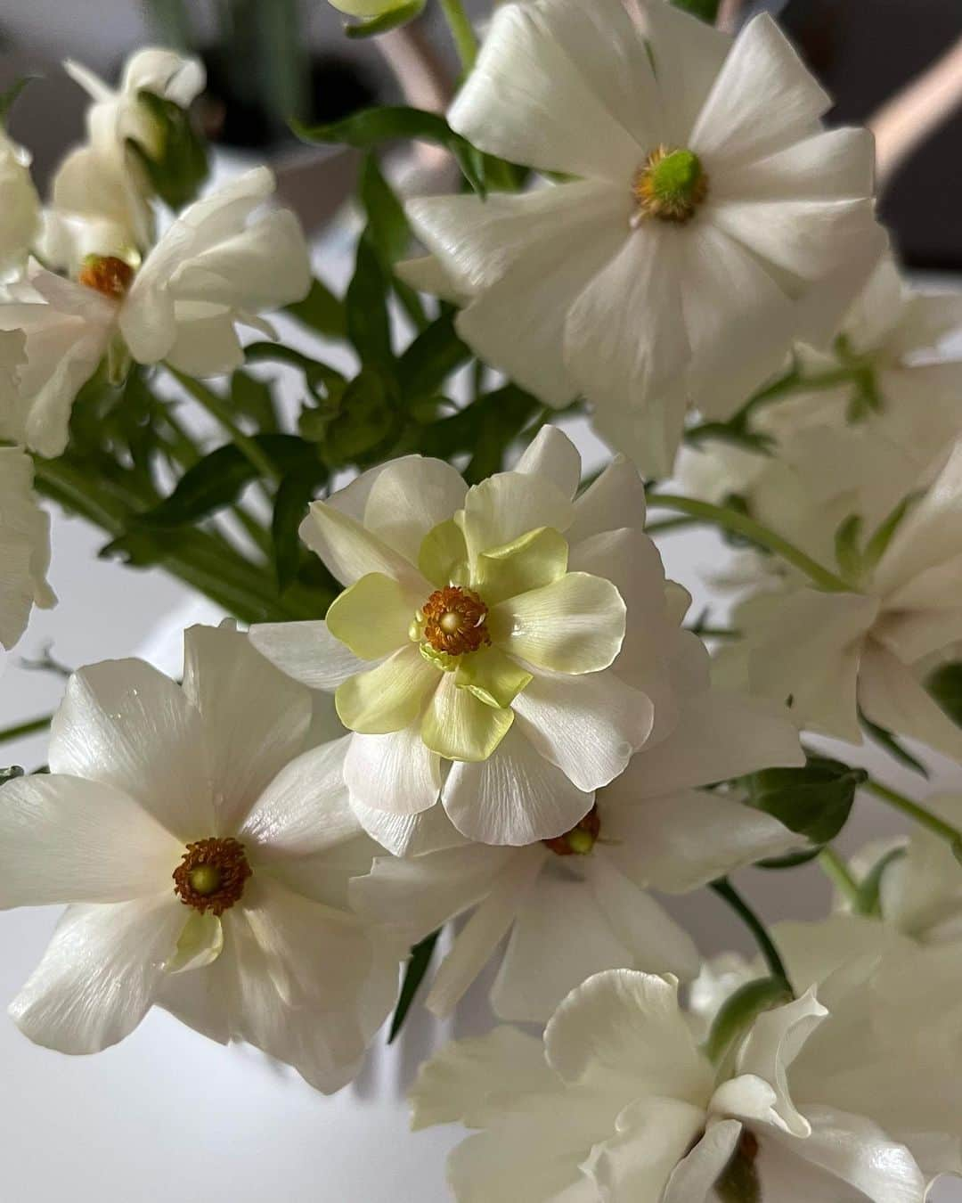 生駒幸恵さんのインスタグラム写真 - (生駒幸恵Instagram)「最近のお花🌼 仕事しかしてなくて楽しみがお花しかないので😅 家には常にお花を咲かせてお手入れしてます🌸✨それだけでもかなり幸福度がかわる🫶🏼  #花のある暮らし #ラナンキュラス #ラナンキュラスラックス #ラナンキュラスラックスアリアドネ #アリアドネ」4月12日 23時14分 - sachi_918