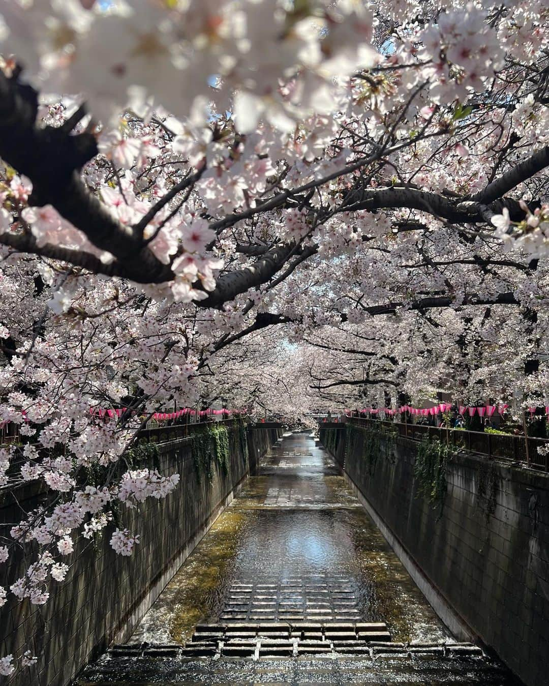 生駒幸恵さんのインスタグラム写真 - (生駒幸恵Instagram)「最近のお花🌼 仕事しかしてなくて楽しみがお花しかないので😅 家には常にお花を咲かせてお手入れしてます🌸✨それだけでもかなり幸福度がかわる🫶🏼  #花のある暮らし #ラナンキュラス #ラナンキュラスラックス #ラナンキュラスラックスアリアドネ #アリアドネ」4月12日 23時14分 - sachi_918