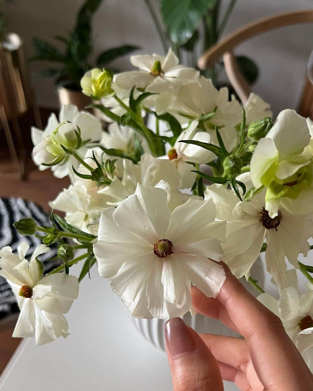 生駒幸恵のインスタグラム：「最近のお花🌼 仕事しかしてなくて楽しみがお花しかないので😅 家には常にお花を咲かせてお手入れしてます🌸✨それだけでもかなり幸福度がかわる🫶🏼  #花のある暮らし #ラナンキュラス #ラナンキュラスラックス #ラナンキュラスラックスアリアドネ #アリアドネ」