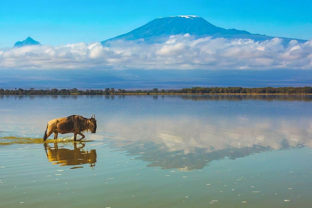 Canon UKさんのインスタグラム写真 - (Canon UKInstagram)「Nature's masterpiece 🖌️ 🎨  The combination of the stunning reflection of Mount Kilimanjaro on the peaceful lake, with the beauty of the blue skies and a magnificent wildebeest wandering through the river.  📷 by @patrik.photographer  Camera: EOS 5D Mark IV Lens: EF 70-200mm F2.8 L USM Shutter Speed: 1/1250, Aperture: f/6.3, ISO 250  #canonuk #mycanon #canon_photography #liveforthestory」4月12日 23時31分 - canonuk