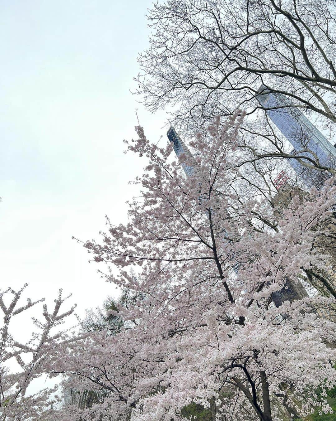 澤山璃奈さんのインスタグラム写真 - (澤山璃奈Instagram)「数日前まで2,3度❄️だったのに、 今週は急に29度になるNYのお天気😂☀️   どうやらNYは春と秋がとても短いらしい🤣笑！  セントラルパークで桜が見れて短い春を感じる事が出来ました🌸  日本の桜より若干白っぽい気が🤍  大好きなリスちゃんも暖かくなってきて嬉しそう❤️🐿(可愛いけど危ないので触っちゃダメ🙅‍♀️)  私自身半年間のリラックス期間を経てやっと心も身体も活動的になってきたので、 初めてのNYの春夏がより楽しみです🧡🌷  🗽　#sawarina_ny   #海外移住 #アメリカ移住 #NY移住 #アメリカ生活 #NY生活 #NY #NYC #nylife #nyphoto #NYbucketlist」4月12日 23時32分 - rinasawayama