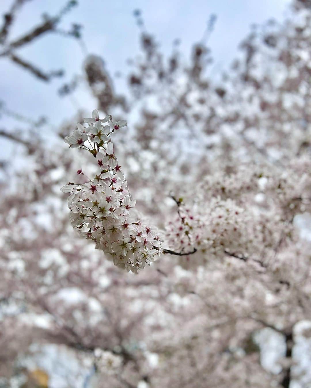 澤山璃奈さんのインスタグラム写真 - (澤山璃奈Instagram)「数日前まで2,3度❄️だったのに、 今週は急に29度になるNYのお天気😂☀️   どうやらNYは春と秋がとても短いらしい🤣笑！  セントラルパークで桜が見れて短い春を感じる事が出来ました🌸  日本の桜より若干白っぽい気が🤍  大好きなリスちゃんも暖かくなってきて嬉しそう❤️🐿(可愛いけど危ないので触っちゃダメ🙅‍♀️)  私自身半年間のリラックス期間を経てやっと心も身体も活動的になってきたので、 初めてのNYの春夏がより楽しみです🧡🌷  🗽　#sawarina_ny   #海外移住 #アメリカ移住 #NY移住 #アメリカ生活 #NY生活 #NY #NYC #nylife #nyphoto #NYbucketlist」4月12日 23時32分 - rinasawayama