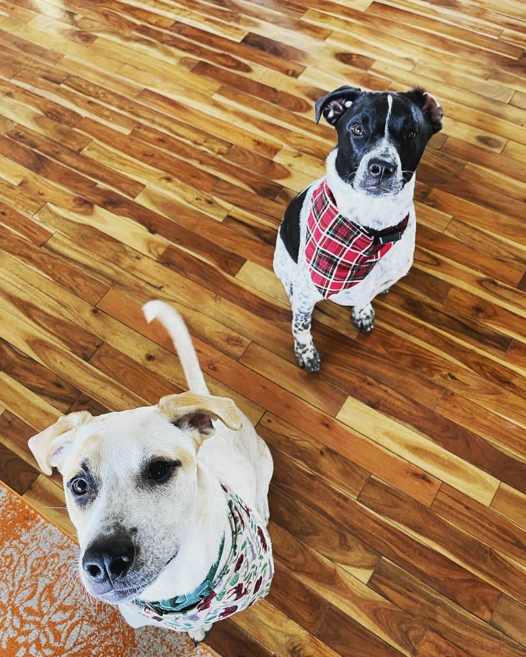 ドミニク・バーンズのインスタグラム：「#nationalpetday 💖💙」