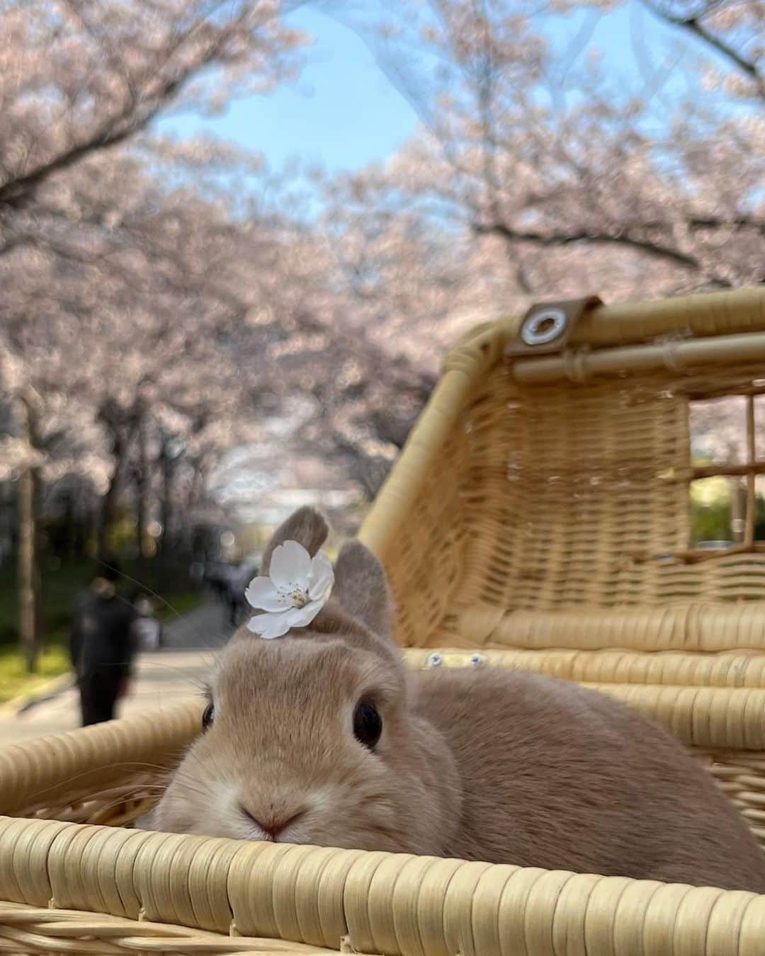 SHEINのインスタグラム：「Embrace your authentic self and hop into the new SZN in style 🌼🐰 @r313_rabbit  #SHEINinspo」