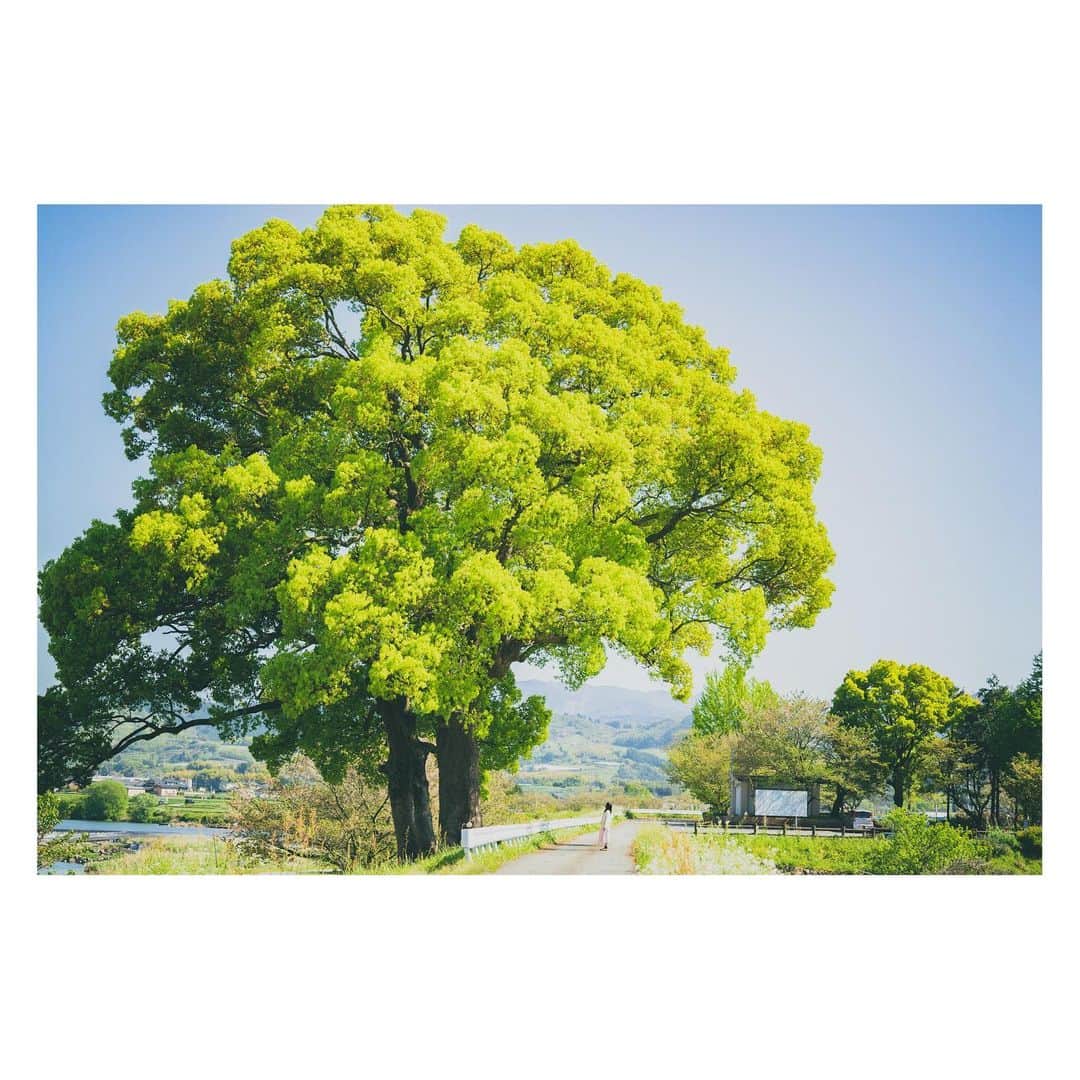yamatoさんのインスタグラム写真 - (yamatoInstagram)「木にも生きている感覚があるんだとしたら樹齢何百年の木は環境の変化をどう感じているんだろうなー。」4月13日 0時03分 - yamato1226