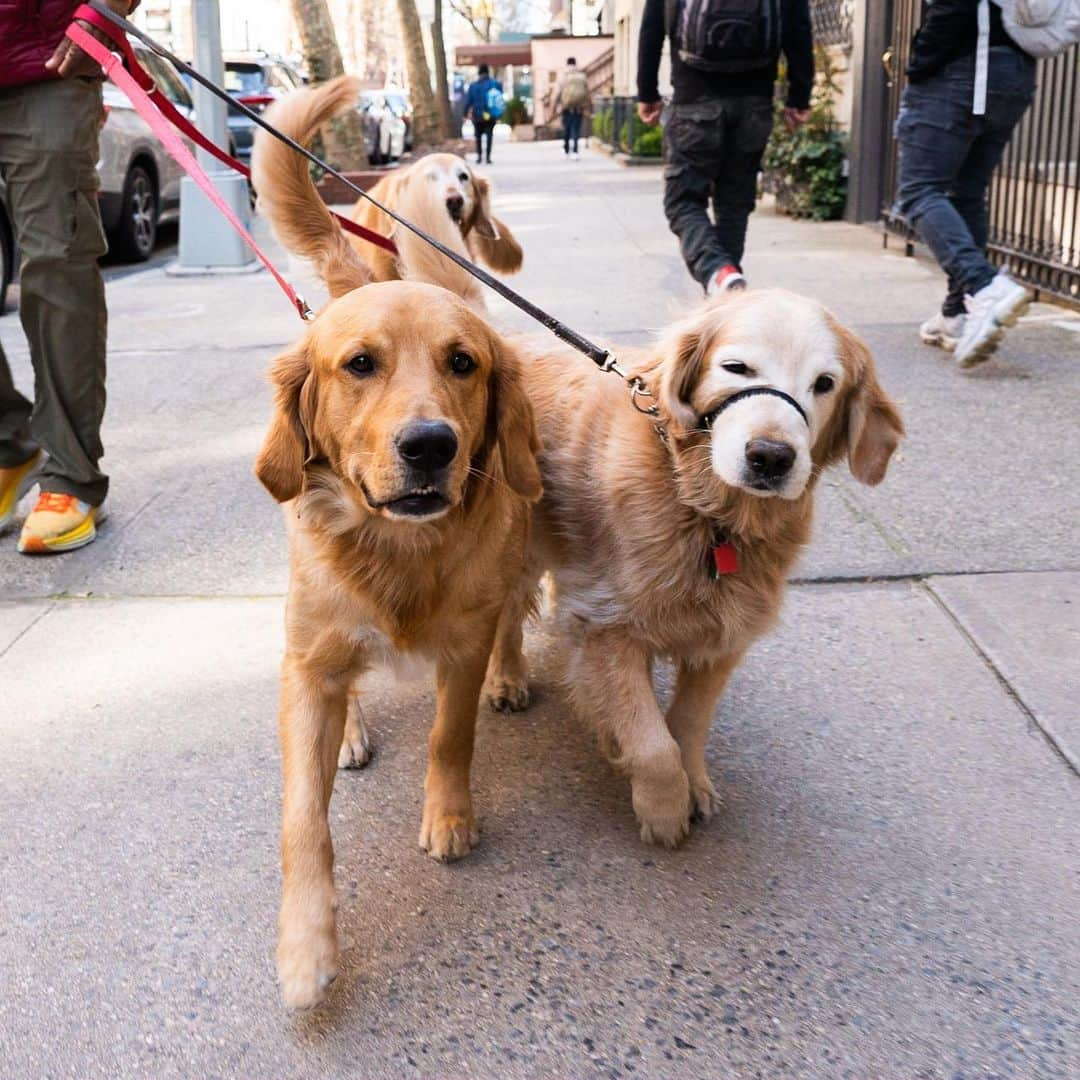 The Dogistさんのインスタグラム写真 - (The DogistInstagram)「Bailey, Charlie, & Leo, Golden Retrievers (7, 8, & 2 y/o), 74th & Lexington Ave., New York, NY • “Bailey eats garbage. Leo likes to play with every dog. Charlie is an old man and likes to chase toys by himself.”」4月13日 0時20分 - thedogist