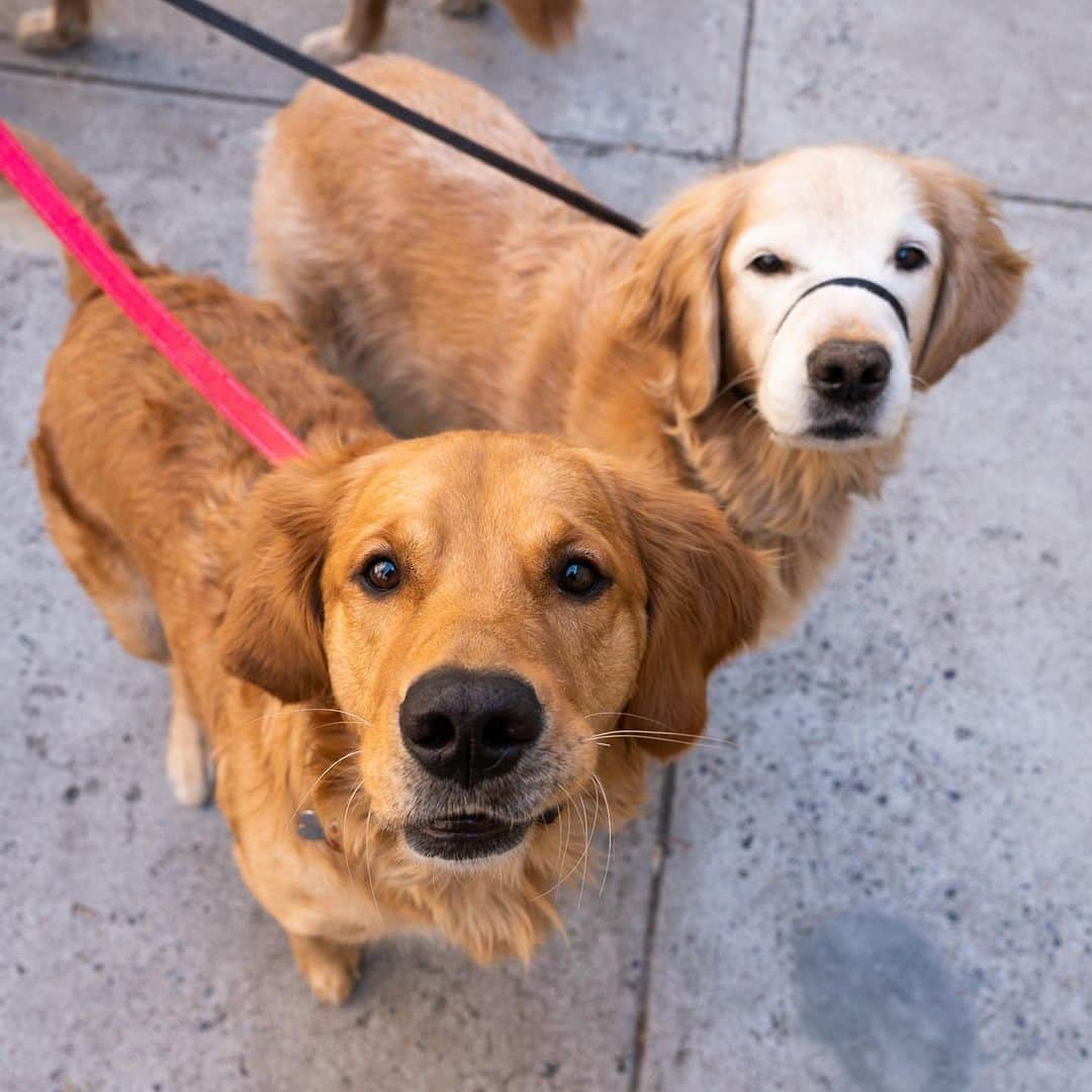 The Dogistさんのインスタグラム写真 - (The DogistInstagram)「Bailey, Charlie, & Leo, Golden Retrievers (7, 8, & 2 y/o), 74th & Lexington Ave., New York, NY • “Bailey eats garbage. Leo likes to play with every dog. Charlie is an old man and likes to chase toys by himself.”」4月13日 0時20分 - thedogist