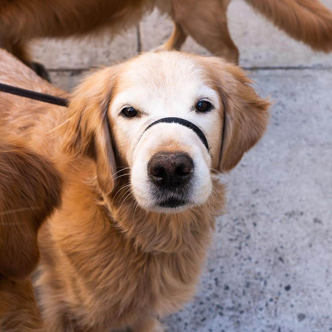 The Dogistさんのインスタグラム写真 - (The DogistInstagram)「Bailey, Charlie, & Leo, Golden Retrievers (7, 8, & 2 y/o), 74th & Lexington Ave., New York, NY • “Bailey eats garbage. Leo likes to play with every dog. Charlie is an old man and likes to chase toys by himself.”」4月13日 0時20分 - thedogist