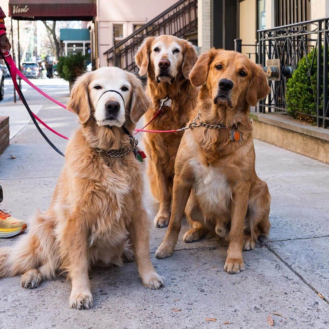 The Dogistさんのインスタグラム写真 - (The DogistInstagram)「Bailey, Charlie, & Leo, Golden Retrievers (7, 8, & 2 y/o), 74th & Lexington Ave., New York, NY • “Bailey eats garbage. Leo likes to play with every dog. Charlie is an old man and likes to chase toys by himself.”」4月13日 0時20分 - thedogist