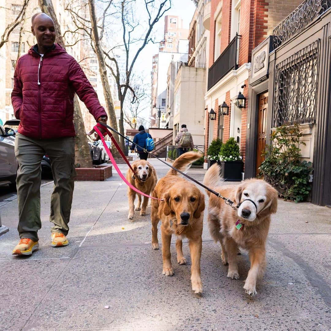 The Dogistさんのインスタグラム写真 - (The DogistInstagram)「Bailey, Charlie, & Leo, Golden Retrievers (7, 8, & 2 y/o), 74th & Lexington Ave., New York, NY • “Bailey eats garbage. Leo likes to play with every dog. Charlie is an old man and likes to chase toys by himself.”」4月13日 0時20分 - thedogist