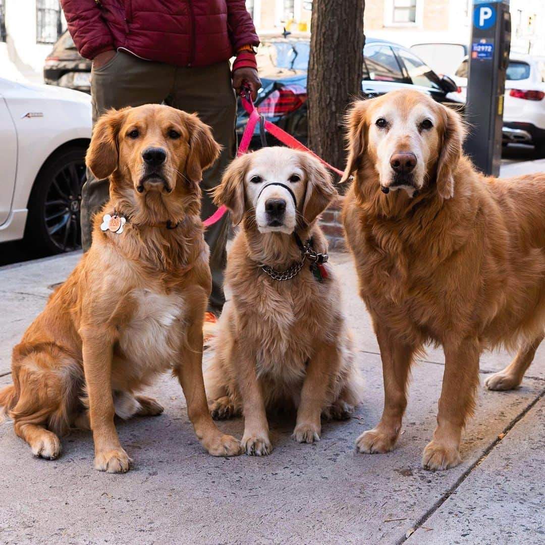 The Dogistさんのインスタグラム写真 - (The DogistInstagram)「Bailey, Charlie, & Leo, Golden Retrievers (7, 8, & 2 y/o), 74th & Lexington Ave., New York, NY • “Bailey eats garbage. Leo likes to play with every dog. Charlie is an old man and likes to chase toys by himself.”」4月13日 0時20分 - thedogist