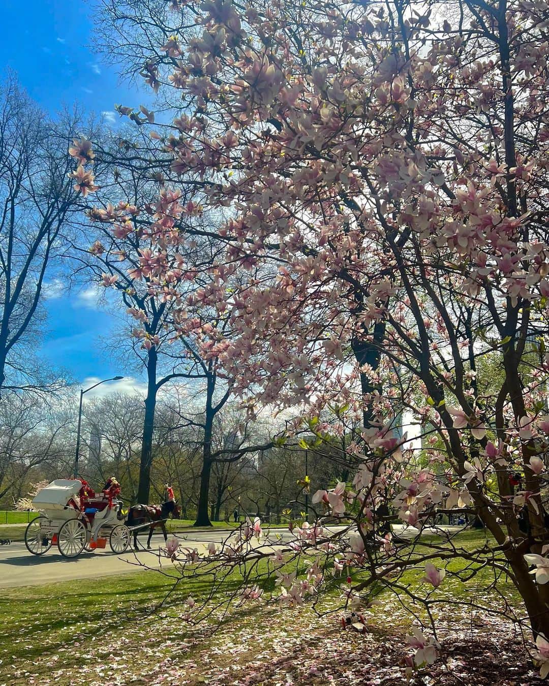 Amanda Leeさんのインスタグラム写真 - (Amanda LeeInstagram)「cherry blossom season 🌸 @FashionNova」4月13日 0時13分 - amandaeliselee