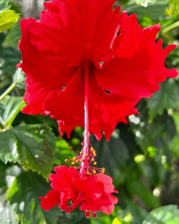 Lanikai Bath and Bodyさんのインスタグラム写真 - (Lanikai Bath and BodyInstagram)「Fancy Hibiscus of Hawai`i. Beautiful. Thanks Hayley for sharing! #hayleymatsonmathes #lanikaibathandbody #naturalbeauty」4月13日 0時25分 - lanikaibathandbody