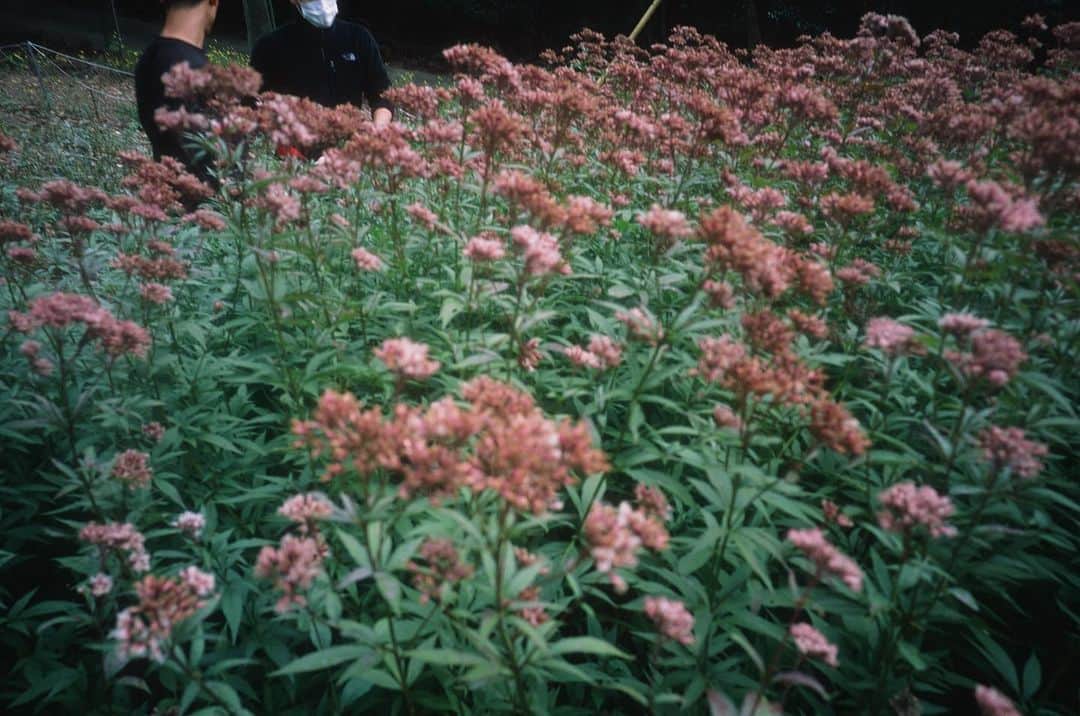 黒河内真衣子さんのインスタグラム写真 - (黒河内真衣子Instagram)「mameの香りを作っています。 気づけば3年という長い時間がたってしまったけれど、去年の秋に香料の一部である、藤袴の収穫にまりちゃん @mariko_asabuki と訪れた淡路島での思い出話を今日発売のGINZAさん @ginzamagazine で執筆してくれています。  調香師の侃くん @izumi_kan とのやりとりは文を交わすような作業でした。 私の描きたい"目が冷たいのに身体は暖かい"冬の景色を伝えて、そこに向かって香りを構成していく旅は、初めての経験でとても豊かな作業でした。そんなお話も誌面にて。  苔や草花、樹木など自然のものたちだけで作った香りは、起毛された絹のようなテクスチャーの黒い焼物の香水瓶につめこみます。 柳原さん @teruhiroyanagihara のデザインを素晴らしい技術で佐賀の畑萬陶苑 @hataman_touen さんが形にしてくれました。 釉薬の調合に時間をかけて何度も試してもらい、美しい黒を求めて墨黒のボトルができました。 どこにあっても馴染みながらも凛とした佇まいの姿は、藤袴に海を渡ってやってくるアサギマダラの黒い蝶のようです。  そんなこんなでmameの香り達を今せっせと生産しております。発売はもう少し先ですが、その際はまたご案内させてください。」4月13日 0時34分 - mamekurogouchi