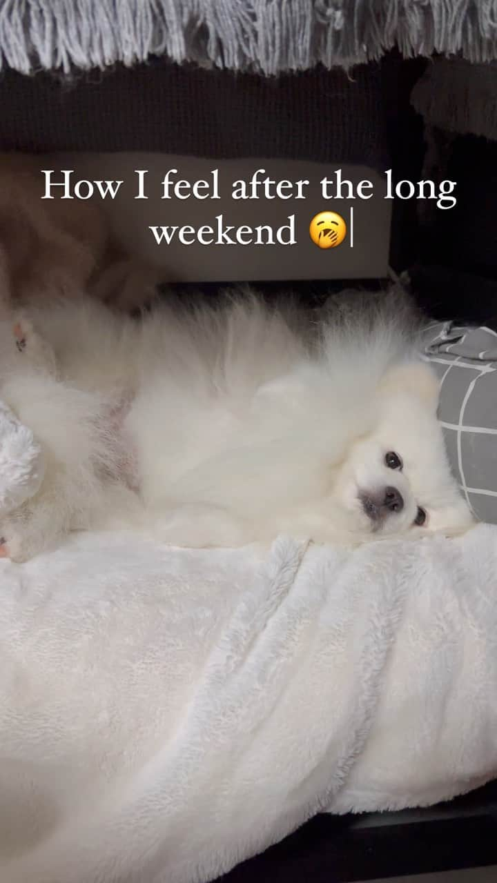 Mochi the Orkyehのインスタグラム：「Post Easter long weekend mood 🥱 #mood」