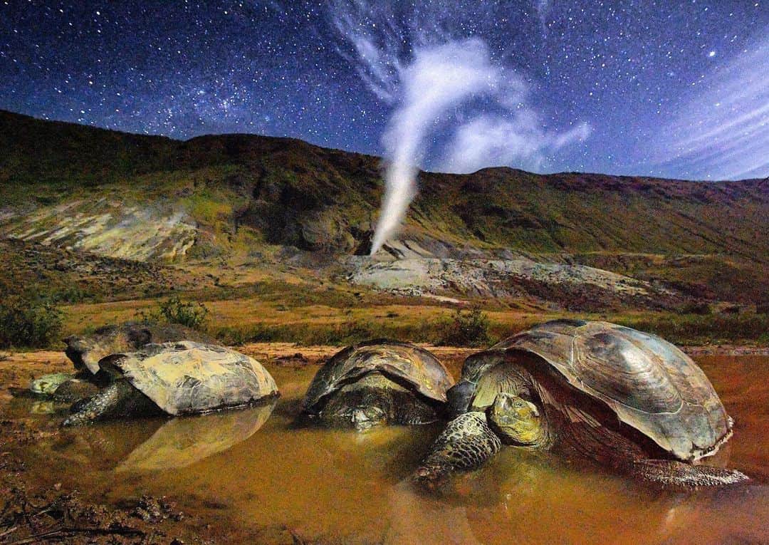 Thomas Peschakのインスタグラム：「Giant Galapagos tortoises overnight in temporary rainwater pools on the crater floor of Alcedo volcano. The soundtrack to this primordial scene includes regular earthquake like rumblings and the hissing sound of the volcano’s sulphur plume gushing into the night sky. Shot on assignment for @NatGeo in collaboration with @parquegalapagos @charlesdarwinfoundation #galapagos #tortoise #volcano #timetravel #wilderness #nikonambassador @nikoneurope」