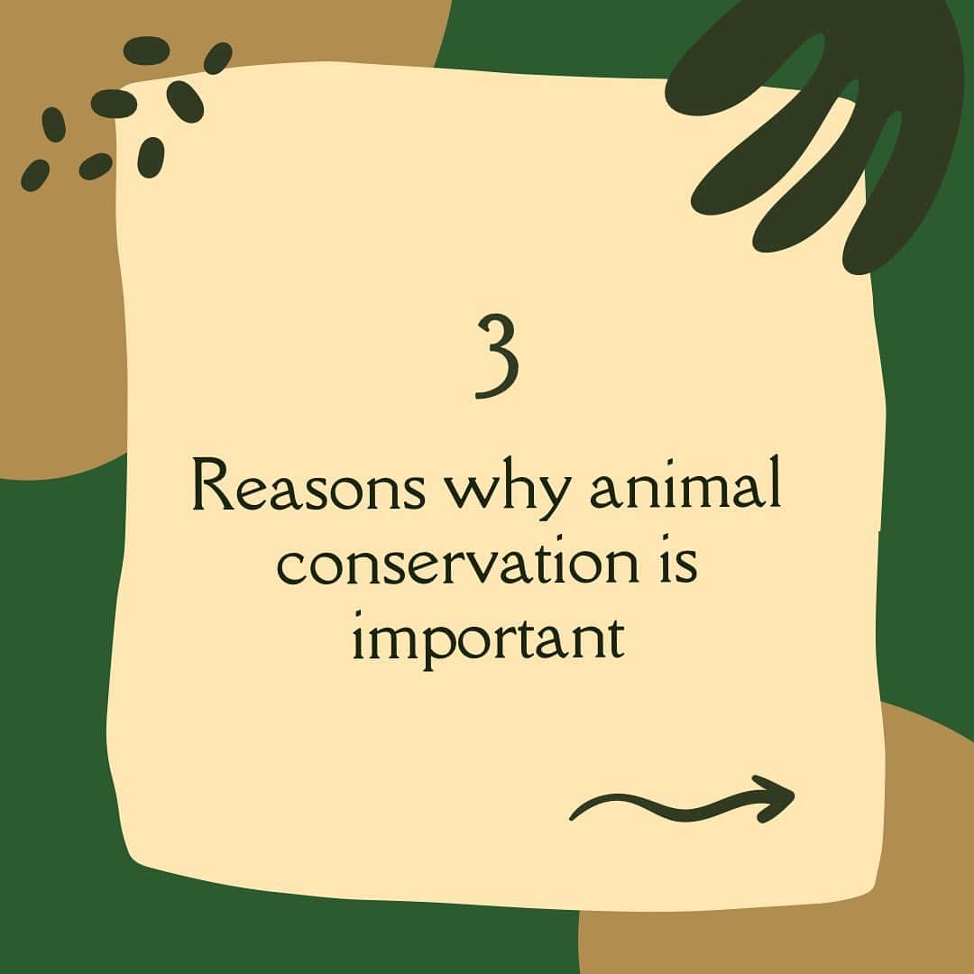 ブリアナ・エヴィガンさんのインスタグラム写真 - (ブリアナ・エヴィガンInstagram)「Our top 3 reasons on why we believe animal conservation is important. Why do you think animal conservation is important? Let us know in the comments below! 😁  . #MoveMe #africa #southafrica #empowerment #communityfirst #humanity」4月13日 1時12分 - brianaevigan