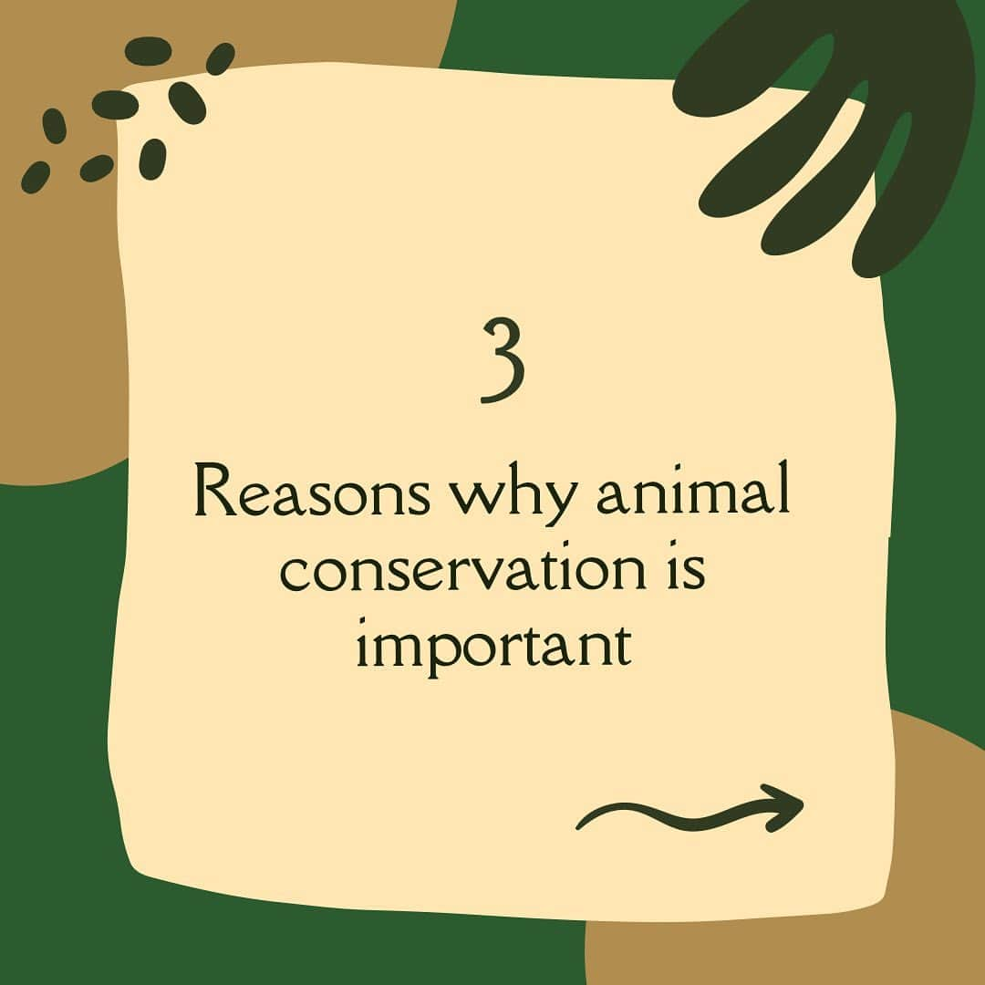 ブリアナ・エヴィガンのインスタグラム：「Our top 3 reasons on why we believe animal conservation is important. Why do you think animal conservation is important? Let us know in the comments below! 😁  . #MoveMe #africa #southafrica #empowerment #communityfirst #humanity」