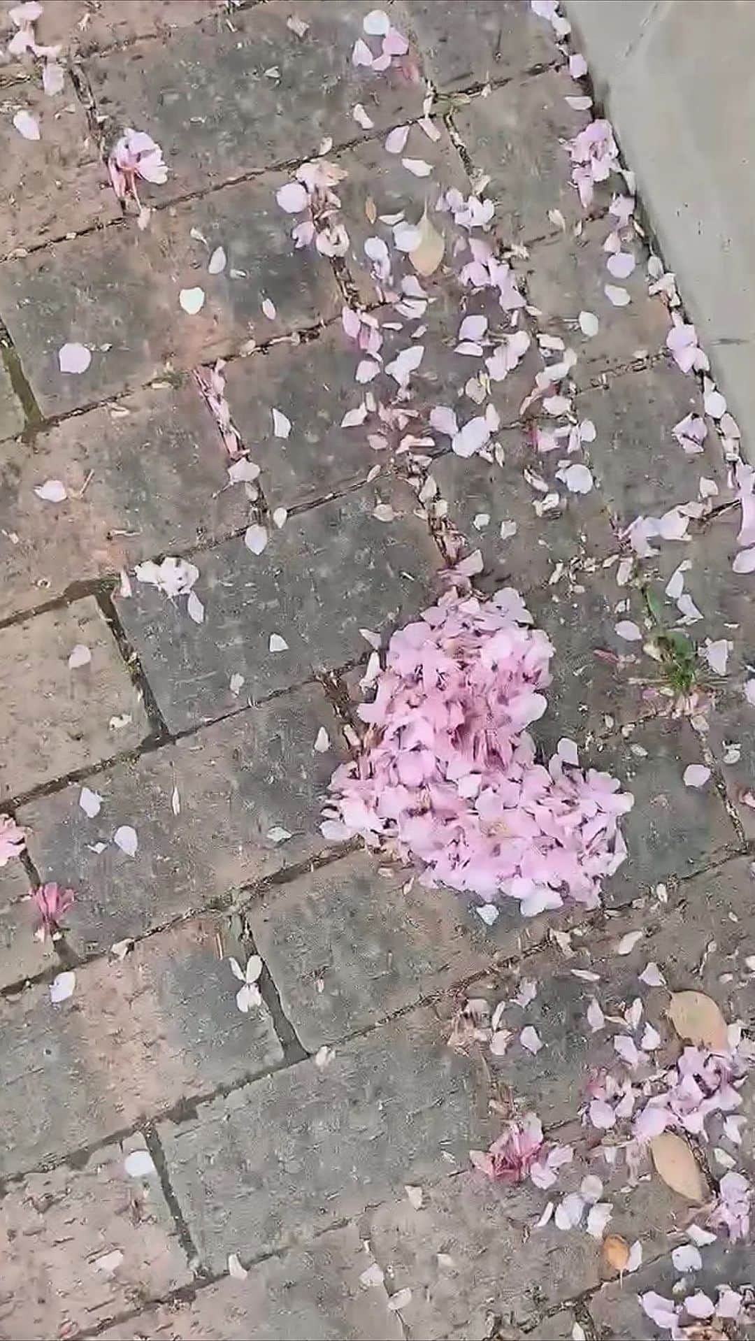 Yuka Kaedeのインスタグラム：「. . …♡ . . . . #_asyuka_ #アシュカの花あそび #八重桜 #造幣局桜の通り抜け  #cherryblossom #flowerlovers ##tv_fadingbeauty #stilllife_perfection #jj_still_life#jj_anarchy #jj_storytelling #photostyling #flatlay_moment #inspiredbyflowers #beautifulpetals #flowerphotography #flowerart #japantravel #japantrip」