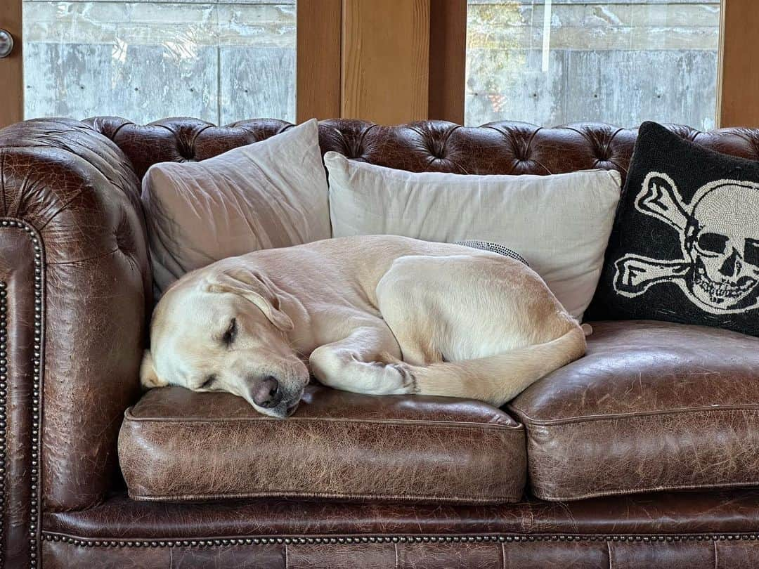 ロバート・パトリックさんのインスタグラム写真 - (ロバート・パトリックInstagram)「“Dogs belong on couches, not chains!” Demonstrated by Vespa, graduate of @guidedogsofamerica #labradorretriever #labrador #yellowlab #dog #dogs #dogsofinstagram」4月13日 3時09分 - ripfighter