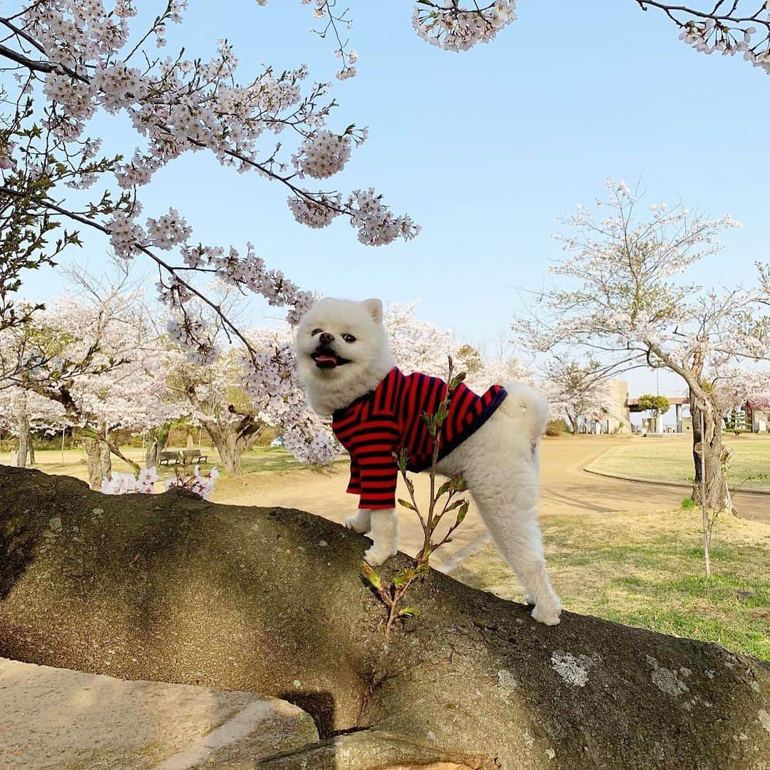 ニコちゃんのインスタグラム：「お花見散歩してきたよやっほい❣️ 骨壺の蓋カタカタいわして喜んでた🌸🐻‍❄️🌸🎶 #お花見散歩 #お花見 #ポメリズム #ポメラニアン #白ポメ #pomeranian #ありがとう」