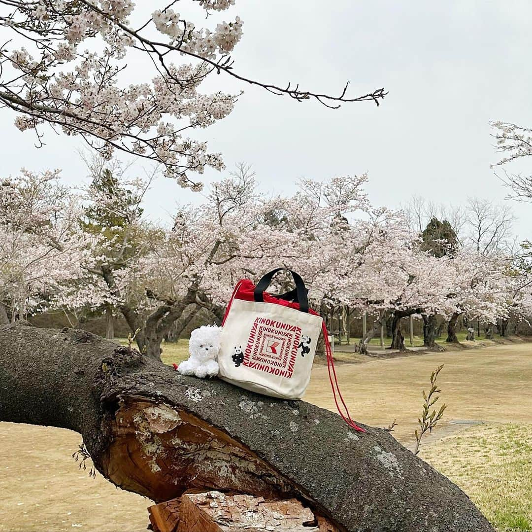 ニコちゃんさんのインスタグラム写真 - (ニコちゃんInstagram)「お花見散歩してきたよやっほい❣️ 骨壺の蓋カタカタいわして喜んでた🌸🐻‍❄️🌸🎶 #お花見散歩 #お花見 #ポメリズム #ポメラニアン #白ポメ #pomeranian #ありがとう」4月13日 4時03分 - nico_susukita