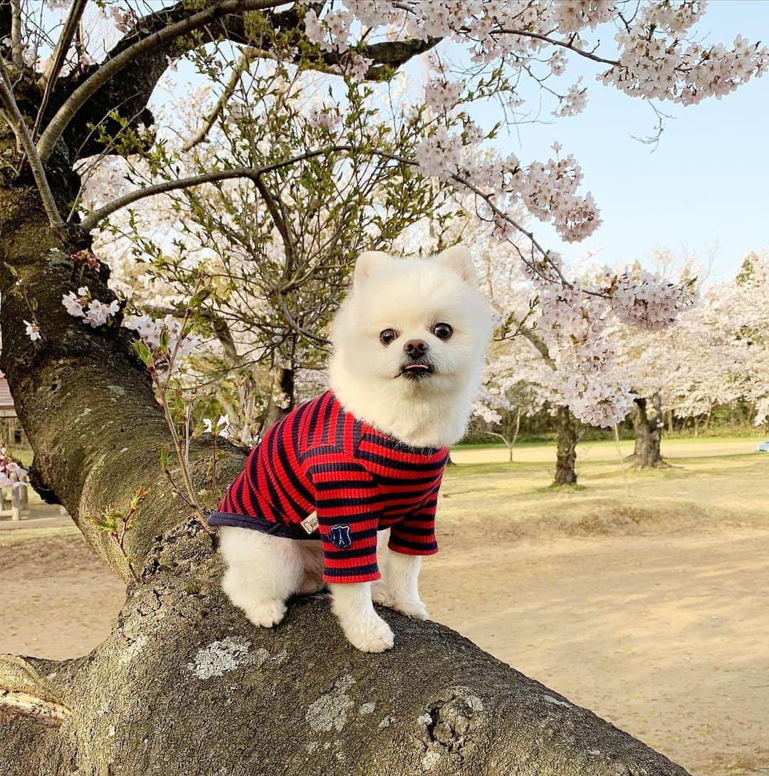 ニコちゃんさんのインスタグラム写真 - (ニコちゃんInstagram)「お花見散歩してきたよやっほい❣️ 骨壺の蓋カタカタいわして喜んでた🌸🐻‍❄️🌸🎶 #お花見散歩 #お花見 #ポメリズム #ポメラニアン #白ポメ #pomeranian #ありがとう」4月13日 4時03分 - nico_susukita