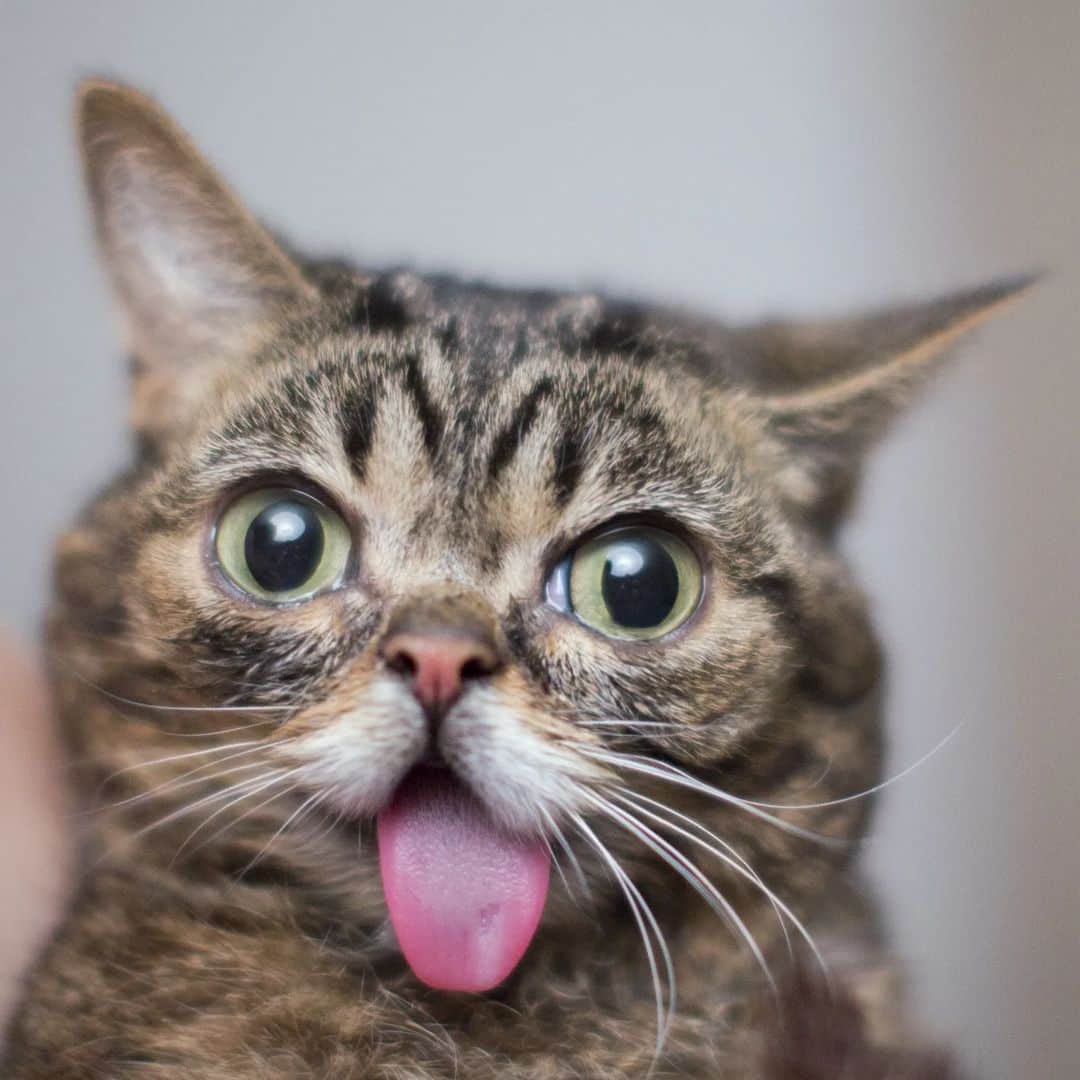 Lil BUBのインスタグラム：「Last chance to shop Lil BUB + @itsmistermarbles Spring Clearance Sale! Most things are 50%-65% off for just one more day at the link in BUB's bio (store.lilbub.com)  A portion of all proceeds benefit Lil BUB's Big FUND for Special Needs Pets.」