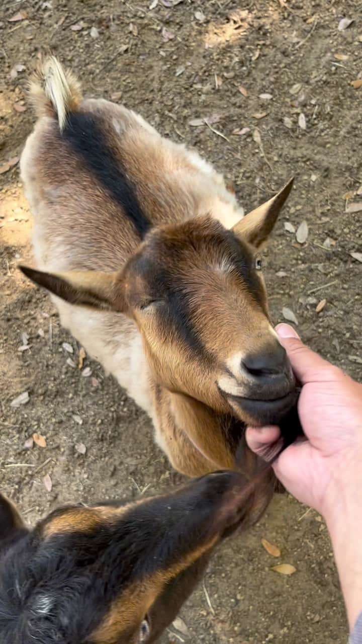 John Stortzのインスタグラム：「Being back in South Carolina means playing goat dad with my family’s little herd. An introduction to the crew.」