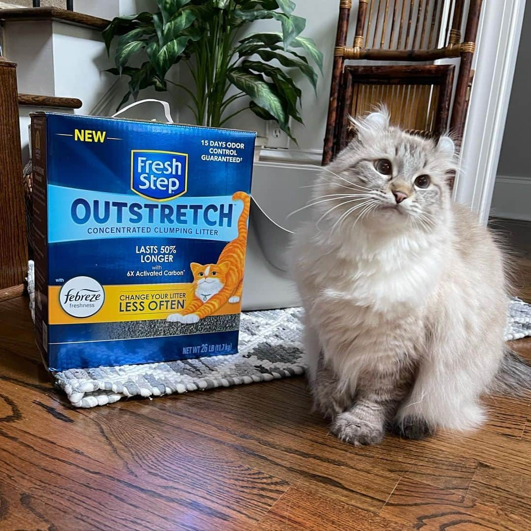 Fresh Stepさんのインスタグラム写真 - (Fresh StepInstagram)「@totally_tater looking totally regal next to his favorite litter that absorbs 50% more and lasts 50% longer vs. Fresh Step Multi-Cat  #cat #cats #kittycat #cattok #Kitten #CatLover #Kitty #CatLife #CatLove #CatoftheDay #LoveCats #HappyCat #freshstep #freshsteplitter」4月13日 5時30分 - freshstep