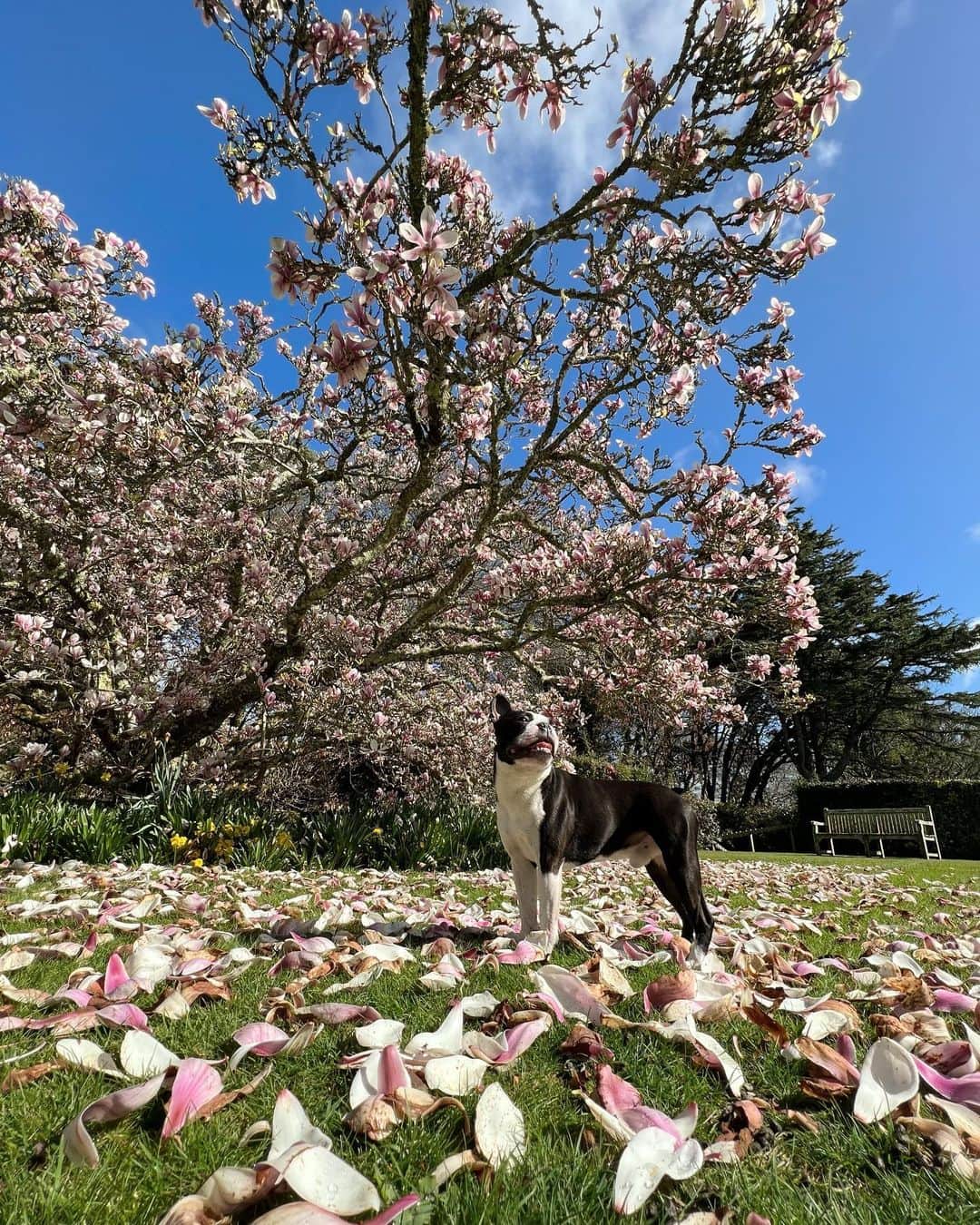 ルーファス・テイラーさんのインスタグラム写真 - (ルーファス・テイラーInstagram)「My magnificent pig 🐷」4月13日 5時39分 - rufusttaylor