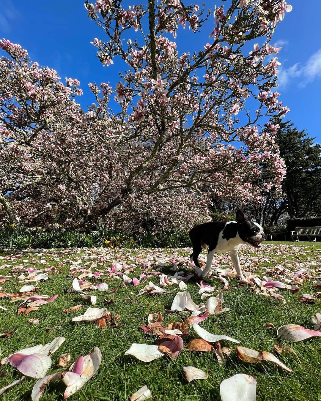 ルーファス・テイラーさんのインスタグラム写真 - (ルーファス・テイラーInstagram)「My magnificent pig 🐷」4月13日 5時39分 - rufusttaylor