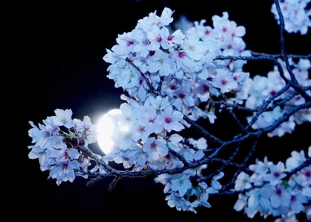 田辺留依のインスタグラム：「今年の桜、皆様は楽しめましたか？  🌸  #Photo #夜桜」