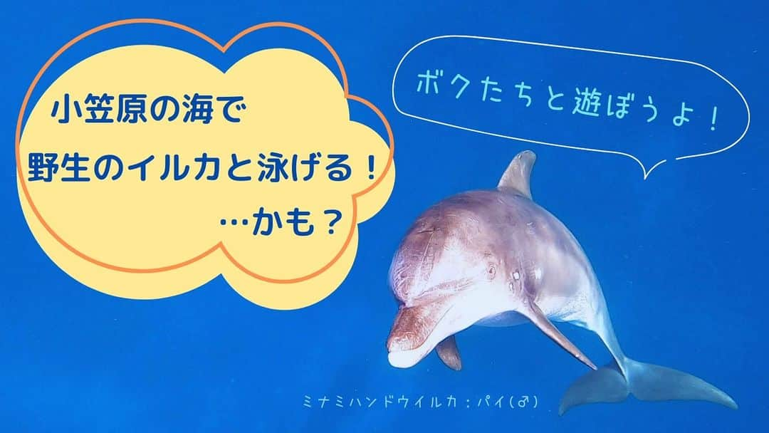 小笠原村観光協会のインスタグラム：「🐬人気のアクティビティの一つのドルフィンスイムをご紹介🐬  小笠原では通年イルカが見られ、タイミングが良ければ一緒に泳ぐことも出来ます。 この動画のイルカのように人に興味を持って自分から近づいてくる子もいます。 逆に、人には一切関心を持たずに泳ぎ去ってしまう事もあります。 動物なので仕方がありません。 野生動物なので必ず出会えるわけではないため、会えただけでラッキーです😉  ・イルカと泳ぎたいけどシュノーケリングをしたことがない。 ・久しぶりに海で泳ぐので練習したい。 ・足がつかないところでいきなり泳ぐのが怖い。 ・泳ぎたくないけど野生のイルカを見てみたい。 ・子供が小さい、高齢のため泳げない。  そんな方でもご相談ください！  🐠泳ぐことに不安を感じる方は、シュノーケリングレッスンのツアーがあります！ (おがさわら丸の父島入港日の午後がおすすめ!)  👀泳ぎたくないけどイルカを見たい方は海に入らなくても大丈夫です。 船の上からウォッチングを楽しむことも出来ます！  海のツアーは事業者が限られるため、早めのご予約をおすすめしております。  You Tubeにも動画をアップしています。 https://www.youtube.com/channel/UChLUt_OO39wm5Hv1sb03Q_Q  ○*:.。..。.。o○○*:.。..。.。o○○*:.。..。.。o○  小笠原へのご旅行を検討されてる方は、宿泊施設やガイドツアーの情報など小笠原村観光協会のホームページを参考にしてみてください♪ メールやお電話にてパンフレットのご請求も承ります！  ○*:.。..。.。o○○*:.。..。.。o○○*:.。..。.。o○  #小笠原  #小笠原諸島  #父島  #南島 #ogasawara  #boninisland  #ogasawaraisland  #島暮らし  #小笠原の日常  #離島暮らし  #ここも東京  #船で24時間 #船旅  #世界自然遺産  #世界遺産  #ogasawalove  #年末年始  #おがさわら丸 #イルカ  #ミナミハンドウイルカ  #ドルフィンスイム  #ドルフィンウォッチング  #dolphin  #dolphinwatching  #dolphinswim  #夏休み  #ゴールデンウィーク  #GW  #summervacation  #旅行」