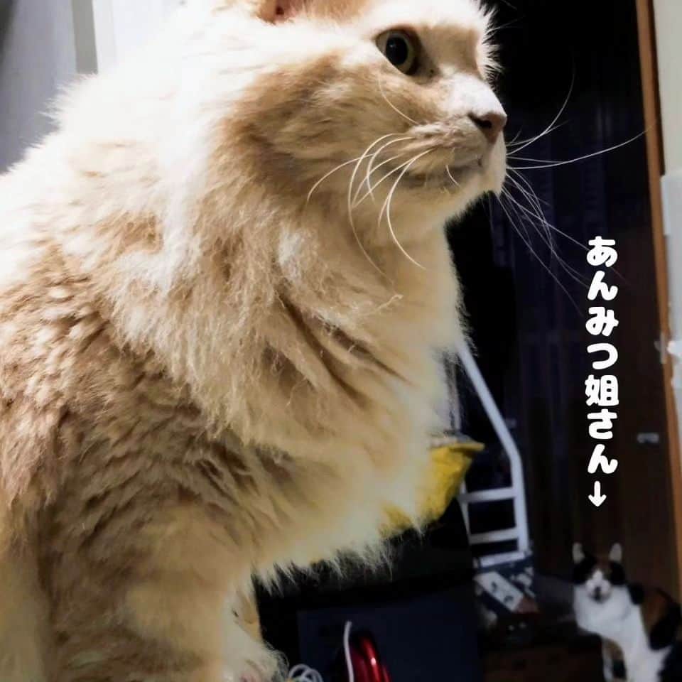 テレンス・リーのインスタグラム：「だいず＆あんみつ姐さん #猫 #ねこ #ネコ #もふもふ猫 #もふもふ部」