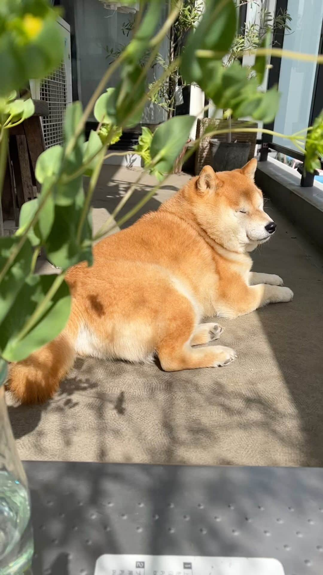 豆柴つむじくんのインスタグラム：「つむじの昼下がり #豆柴 #柴犬 #시바견 #shiba #shibainu #shibastagram #shibalove #shibadog #つむじ #ここ柴部 #日向ぼっこ」