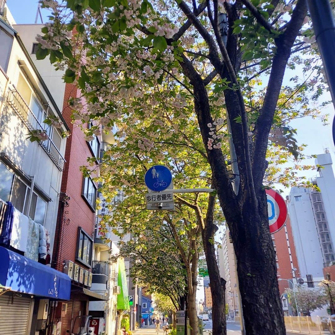 下関マグロのインスタグラム：「国際通りの御衣黄桜。 今年も咲いてくれました。 #御衣黄  #御衣黄桜  #御衣黄桜が好き」