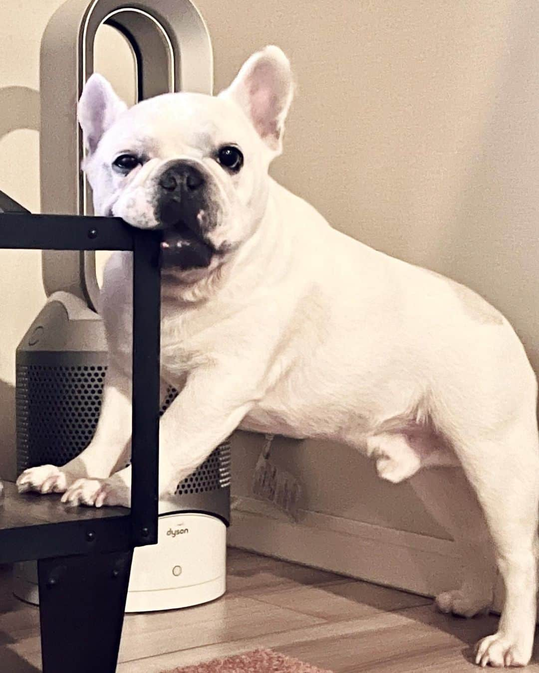 鑑田幸代さんのインスタグラム写真 - (鑑田幸代Instagram)「ガジガジ🫣  #frenchbulldog  #frenchbulldogs  #french_bulldogs  #frenchie  #buhi  #ハニーパイド #フレブル  #グース #グーちゃん」4月13日 15時50分 - yu_ki_yoo