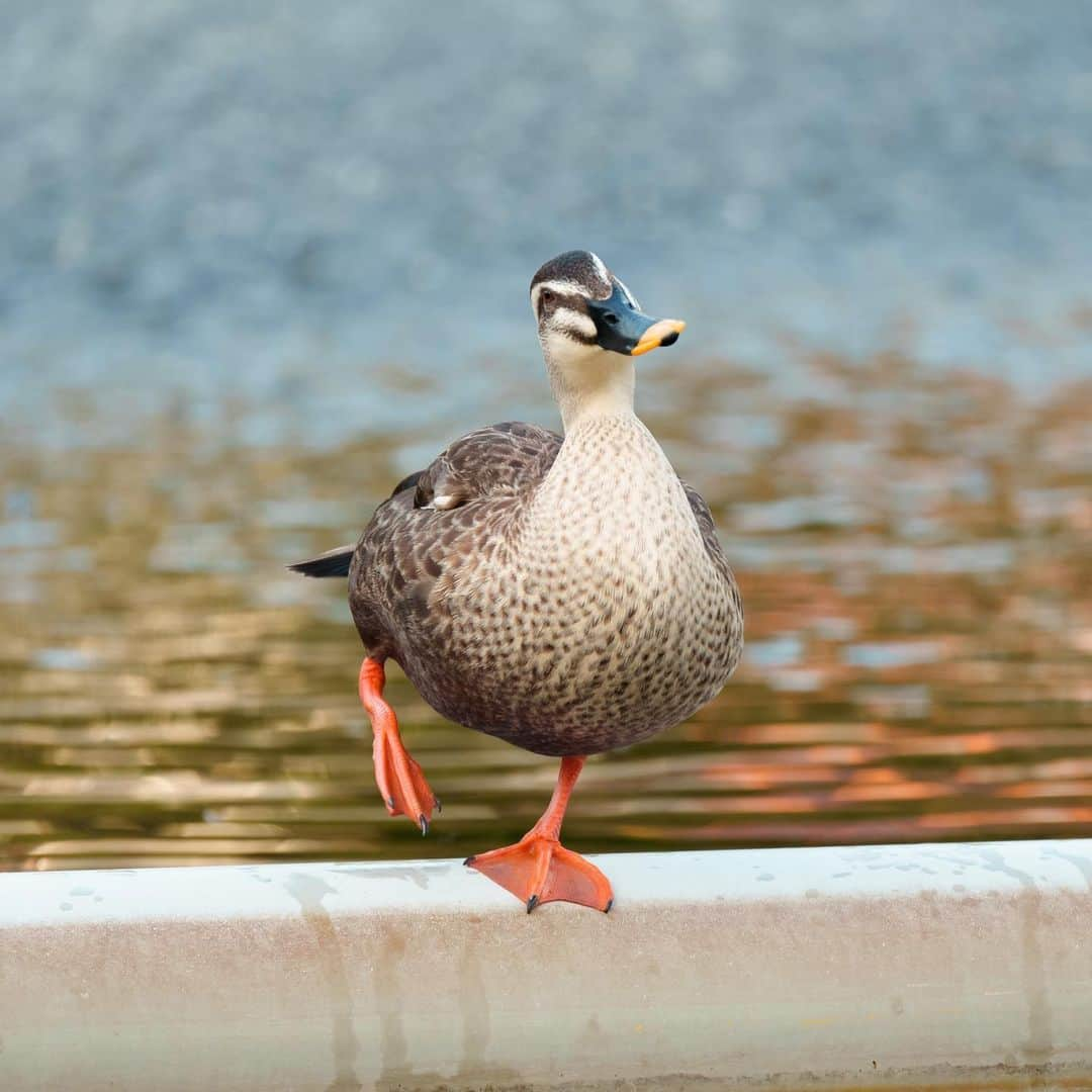 山田悠介のインスタグラム：「そうかも？ #カルガモ #birdphotography #duck」