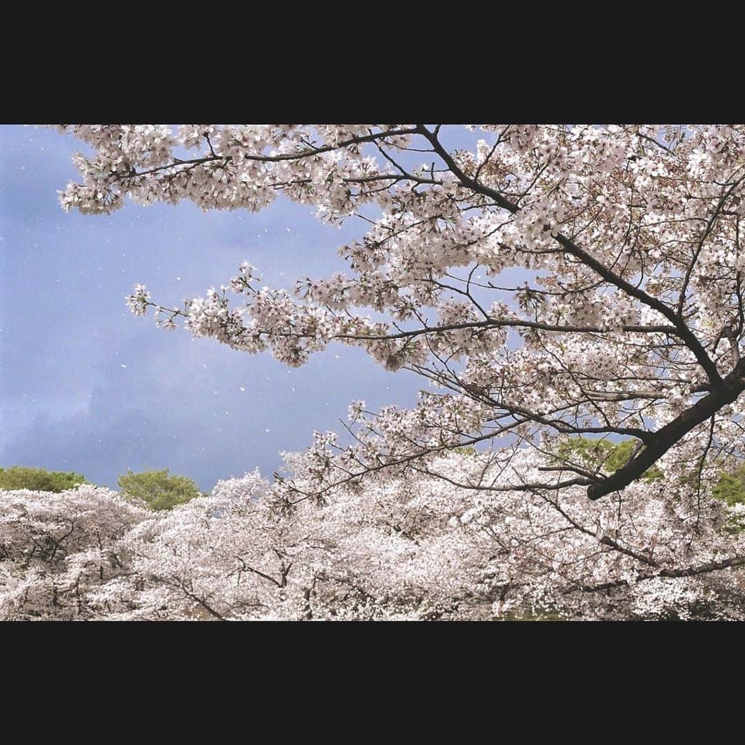 小片リサさんのインスタグラム写真 - (小片リサInstagram)「. 東京のさくらは見納めですね🌸 今年もたっぷり満たされたー！ありがとうー！  #桜 #さくら #春 #spring #2023 #film」4月13日 16時07分 - risa__ogata.official