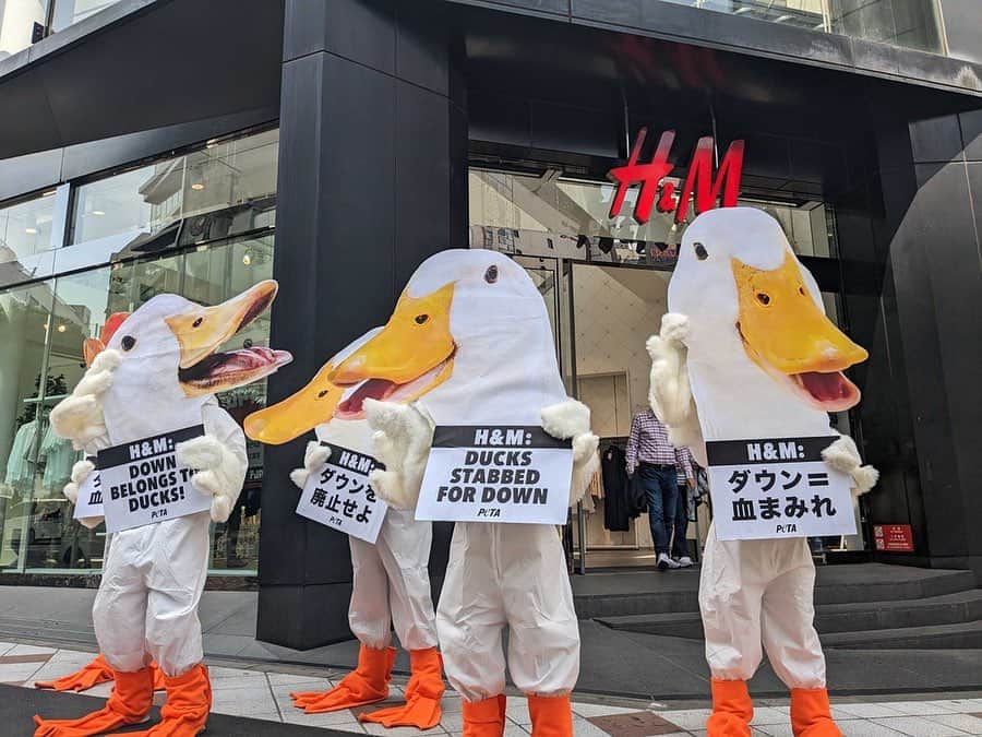 WWDジャパンさんのインスタグラム写真 - (WWDジャパンInstagram)「ニュース：「ダウンを廃止せよ」　H&M渋谷店で動物愛護団体が抗議  動物愛護団体PETA（People for the Ethical Treatment of Animals）の日本支部は4月12日、H&M渋谷店前で同社にダウンの使用を廃止するよう訴えた。アヒルのコスチュームに身を包んだ5人が、「ダウン＝血まみれ」「ダウンを廃止せよ」などと書かれたプラカードを持ち、店舗入口付近で約1時間に渡って抗議した。人通りの多い時間帯だったが、人だかりができることはなく、カメラを向ける人もいれば、そのまま店舗に入っていく人などもいた。PETAは過去には「ルイ・ヴィトン（LOUIS VUITTON）」の店舗前などでも抗議を行っている。  香港に拠点を置くPETAアジアが行った調査では、H&Mが取引している可能性があるベトナムのダウン農場で「糞が散乱した敷地や汚れた小屋の中でアヒルが苦しんでいる様子や、まだ完全に意識がある状態で首を刺されて血抜きされている様子などが確認された」という。また、責任ある素材調達を証明する第三者認証として普及し、H＆Mも活用している「レスポンシブル・ダウン・スタンダード (RDS) 」認証が、動物福祉にまつわる適切な監査が行われていないとし、認証の信憑性に欠けていると主張している。  PETAメンバーの今井レイラさんは、「日本の消費者は生産地で起こっていることを知らない人が多いので、私たちの活動を通して関心を持ち、自分たちの暖かさと、残酷な行為の代償を比べた上で選択をしてほしい。ダウンに代わる素材はたくさん出てきているのでファッションがアニマルフリーになることを望んでいる」と話した。H&M以外にもデサントやユニクロなどに、ダウン廃止の要望を提出しているという。  詳細は @wwd_jp プロフィールのリンクから　  #HM#handm#エイチアンドエム#動物愛護#動物愛護団体#PETA#peoplefortheethicaltreatmentofanimals#ダウン#ファッション」4月13日 16時34分 - wwd_jp