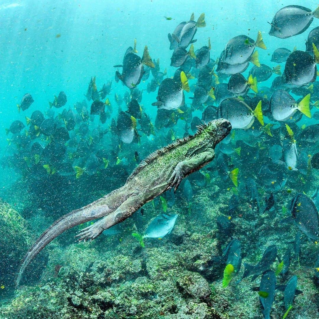 Thomas Peschakのインスタグラム：「Long before I started work on my @natgeo Galapagos story I envisioned making a photograph that would juxtapose a marine iguana with a school of fish. Transforming the scene lodged in my mind into reality took many hours, over many days, following a school of surgeon fish. It was only towards the end of my stay at a remote spot that a marine iguana finally swam through the frame and I got the image. Shot on assignment for @NatGeo in collaboration with @parquegalapagos @charlesdarwinfoundation  #galapagos #marineiguana #iguana #underwaterphotograpy #ecuador #nikonambassador @nikoneurope」