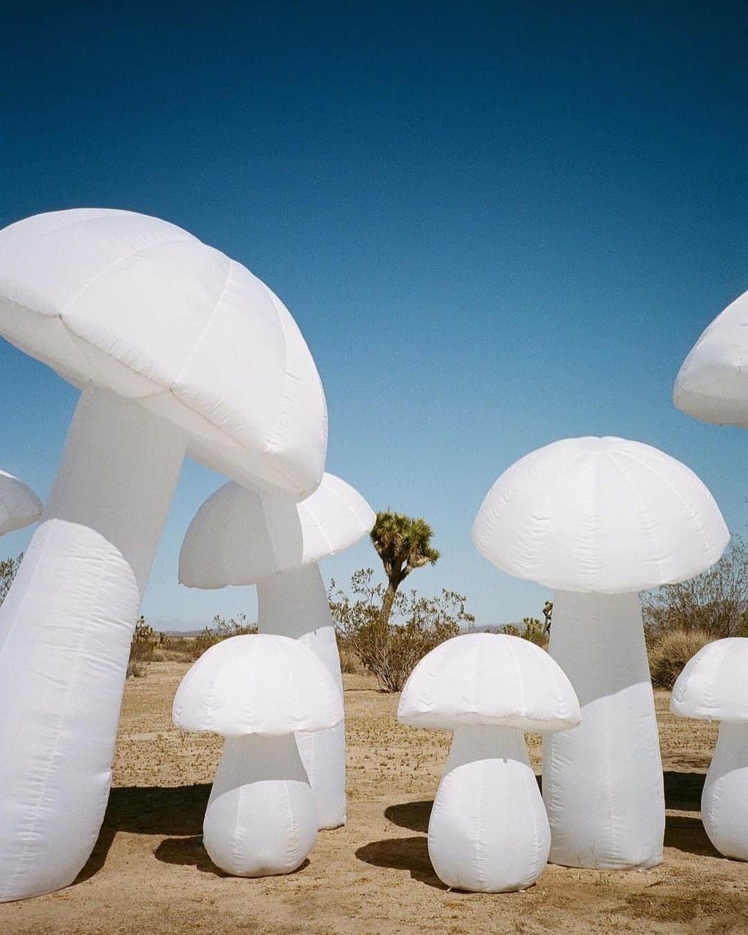 frankie magazineのインスタグラム：「valley of shrooms ~ snapped by @yawntogether」