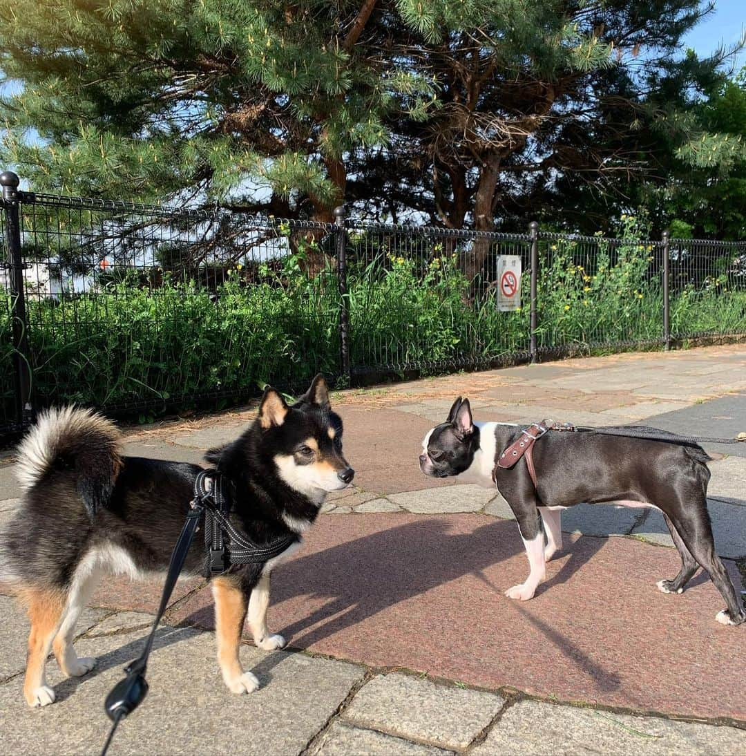 花田美恵子のインスタグラム：「ルルちゃん おはよう☀  #tokyolifestyle #goodmorning #bostonterrier  #shibainu #mameshiba #bff  #お散歩 #ルルちゃん大好き #カイくん #3歳 #片想い」