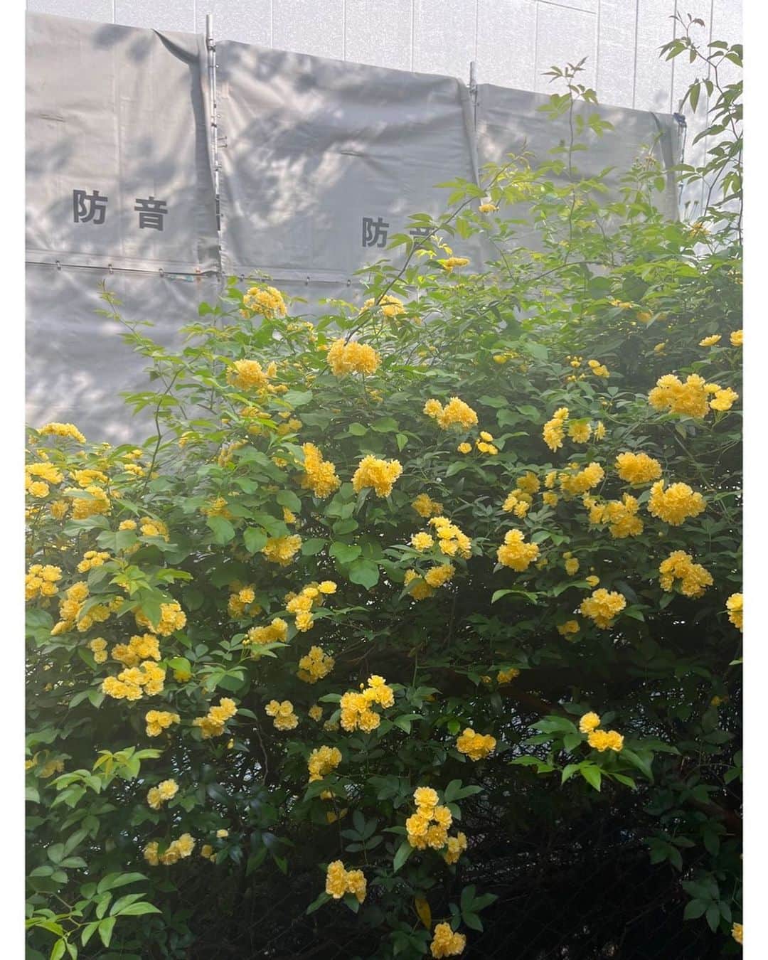 journaleatripのインスタグラム：「Rosa banksiae  今年もこの時季に。  最近は世の中も本格的に動きだしケータリングのお仕事が多く時間が高速回転しています。 でも確実に何かこの2.3年を経た上での 変化があるように感じます。  今年も見事に咲き誇る木工薔薇。 有り難くそしてホッとする。  この先もこの場所で咲き誇ってくれる事を切に願うぅぅぅ！」