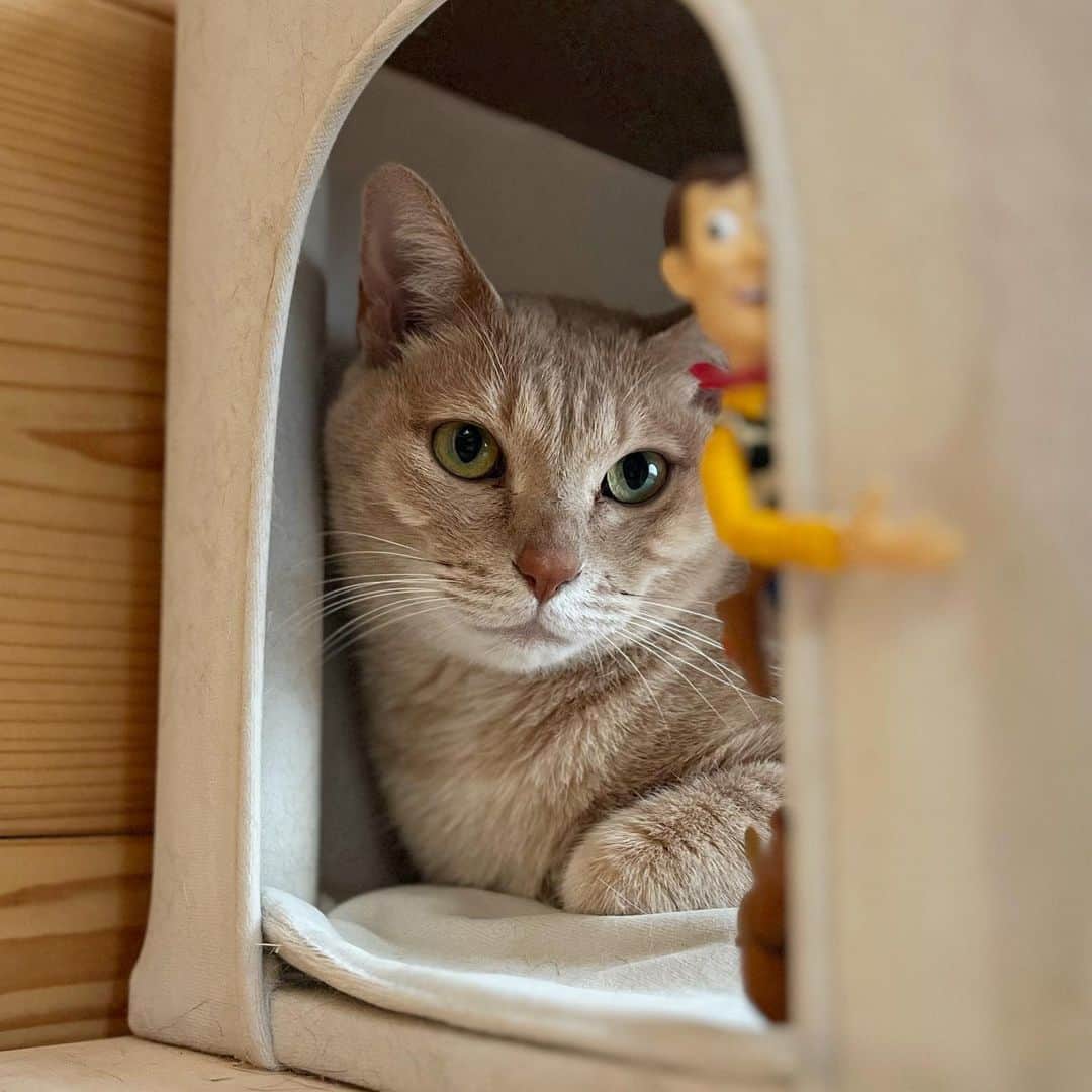 ひのき猫さんのインスタグラム写真 - (ひのき猫Instagram)「ウッディ、ピンチかもΣ(´∀｀||;)」4月13日 8時45分 - hinoki.cute.kitten