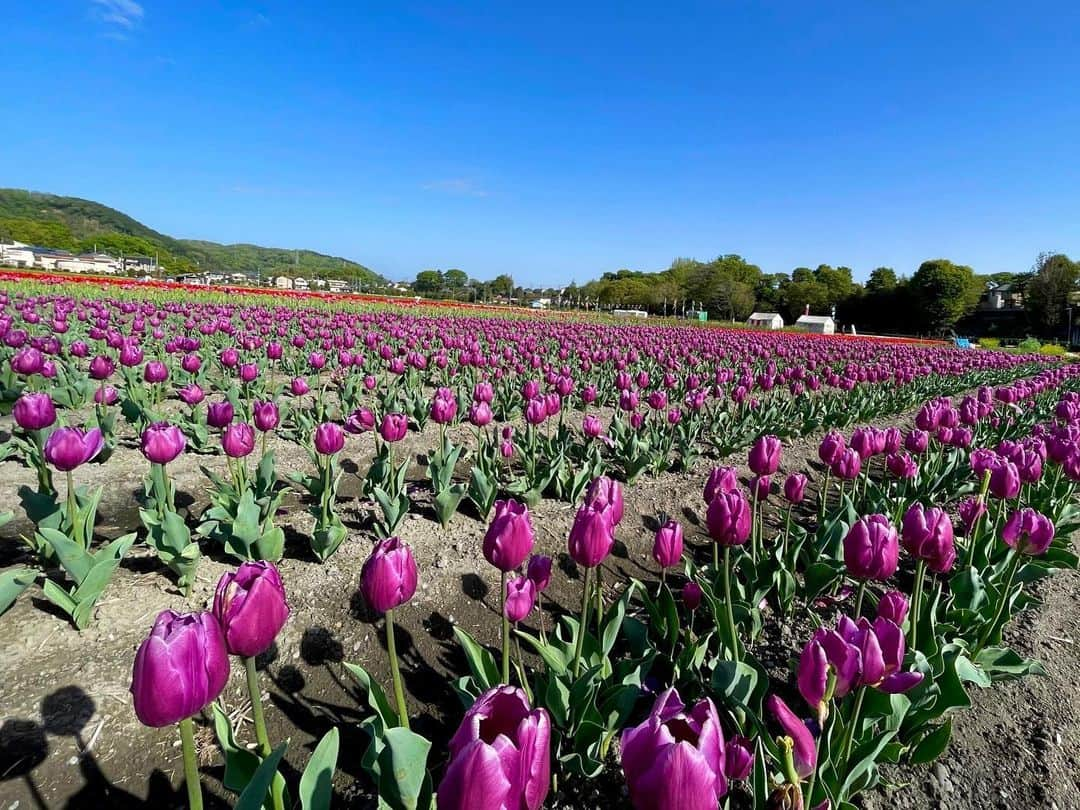 依田司さんのインスタグラム写真 - (依田司Instagram)「4月13日（木） 東京都羽村市の『根がらみ前水田』では、稲作の農閑期を利用した【チューリップ畑】が見頃のピークを迎え、鯉のぼりが気持ちよさそうに泳いでいます。 昨秋に市内の小学生やボランティアらで植え付けた球根の数は約35万個。今年は、他の花同様に１週間ほど早く見頃を向かえ、平日も多くの人々で夕方まで賑わっています。はじめてみる珍しい品種もあり、好みのチューリップと巡り会えるかも。土日は温泉地から直送した足湯も楽しめます。放送当日のきょうも入れるそうです。「はむら花と水のまつり」は、来週木曜日まで。模擬店やイベントも。チューリップは今週いっぱいがおすすめです。  #ねがらみまえ水田 #チューリップ畑 #CHUMS #チャムス #依田さん #依田司 #お天気検定 #テレビ朝日 #グッドモーニング #気象予報士 #お天気キャスター #森林インストラクター #グリーンセイバーアドバンス #プロジェクトワイルド #IPCC伝導者 #japan #japantrip #japantravel #unknownjapan #japanAdvenそture #japanlife #lifeinjapan #instagramjapan #instajapan #療癒 #ilovejapan #weather #weathercaster #weatherforecast」4月13日 9時29分 - tsukasa_yoda