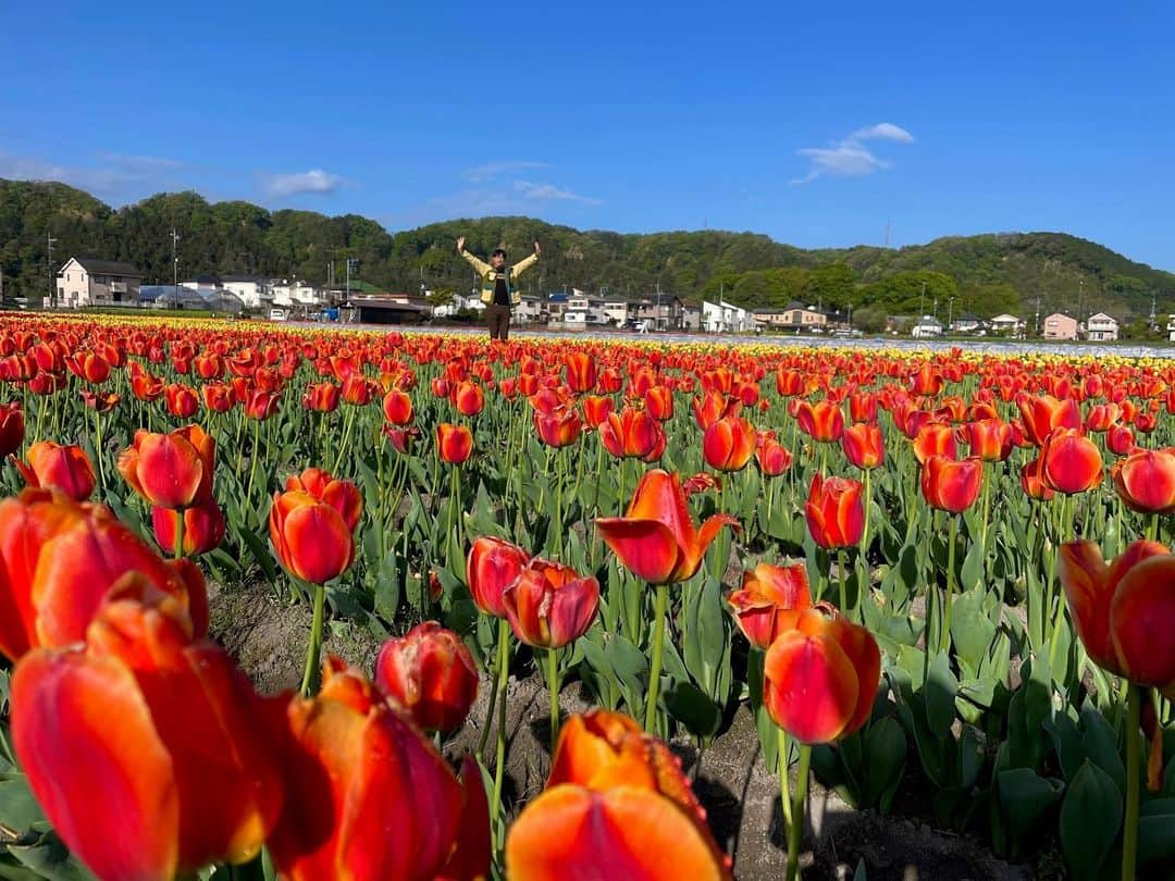 依田司さんのインスタグラム写真 - (依田司Instagram)「4月13日（木） 東京都羽村市の『根がらみ前水田』では、稲作の農閑期を利用した【チューリップ畑】が見頃のピークを迎え、鯉のぼりが気持ちよさそうに泳いでいます。 昨秋に市内の小学生やボランティアらで植え付けた球根の数は約35万個。今年は、他の花同様に１週間ほど早く見頃を向かえ、平日も多くの人々で夕方まで賑わっています。はじめてみる珍しい品種もあり、好みのチューリップと巡り会えるかも。土日は温泉地から直送した足湯も楽しめます。放送当日のきょうも入れるそうです。「はむら花と水のまつり」は、来週木曜日まで。模擬店やイベントも。チューリップは今週いっぱいがおすすめです。  #ねがらみまえ水田 #チューリップ畑 #CHUMS #チャムス #依田さん #依田司 #お天気検定 #テレビ朝日 #グッドモーニング #気象予報士 #お天気キャスター #森林インストラクター #グリーンセイバーアドバンス #プロジェクトワイルド #IPCC伝導者 #japan #japantrip #japantravel #unknownjapan #japanAdvenそture #japanlife #lifeinjapan #instagramjapan #instajapan #療癒 #ilovejapan #weather #weathercaster #weatherforecast」4月13日 9時29分 - tsukasa_yoda