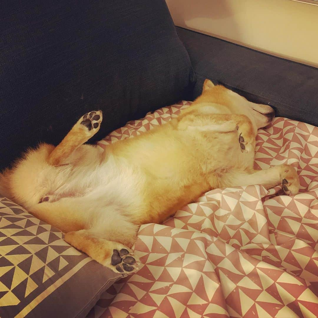 Coffeeのインスタグラム：「睡很爽😆😆 #coffee_and_apple #12歲咖啡 #shibainu」