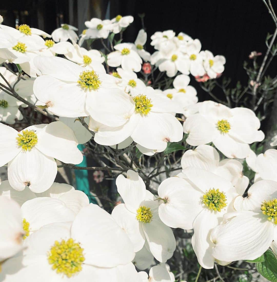 武田伊央のインスタグラム：「ハナミズキ！春ですね〜🌼  #ハナミズキ#🌼」